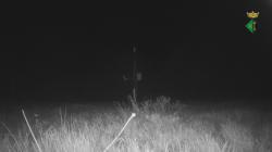 Webcams