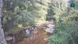 Webcams