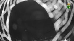 Webcams