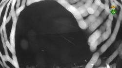 Webcams