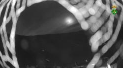 Webcams