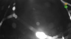 Webcams