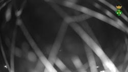 Webcams