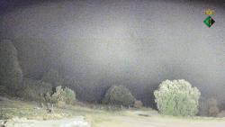 Webcams