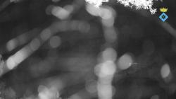 Webcams