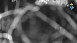 Webcams