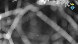 Webcams