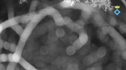 Webcams
