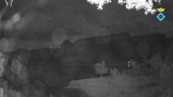 Webcams