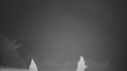 Webcams