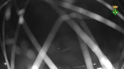 Webcams