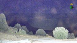 Webcams