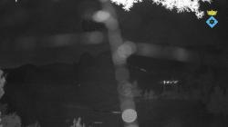 Webcams