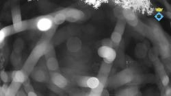 Webcams