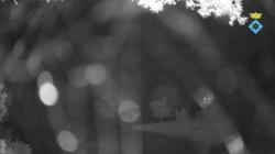 Webcams